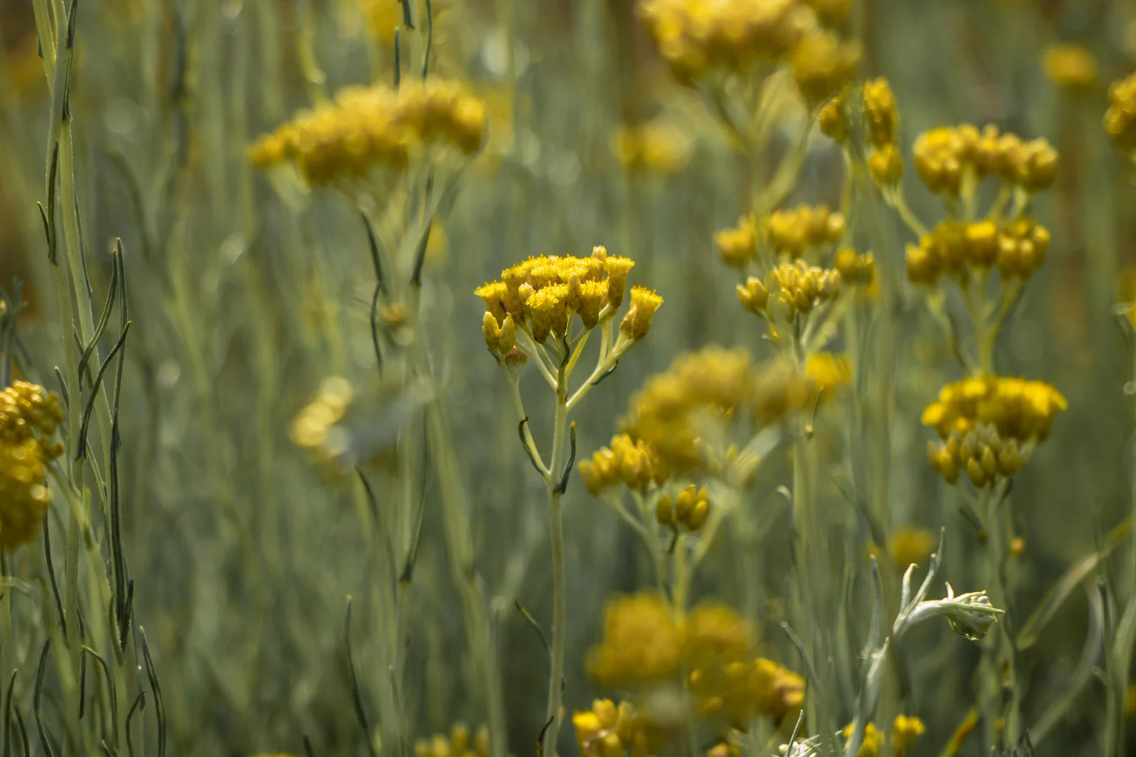 Les fleurs d’immortelle