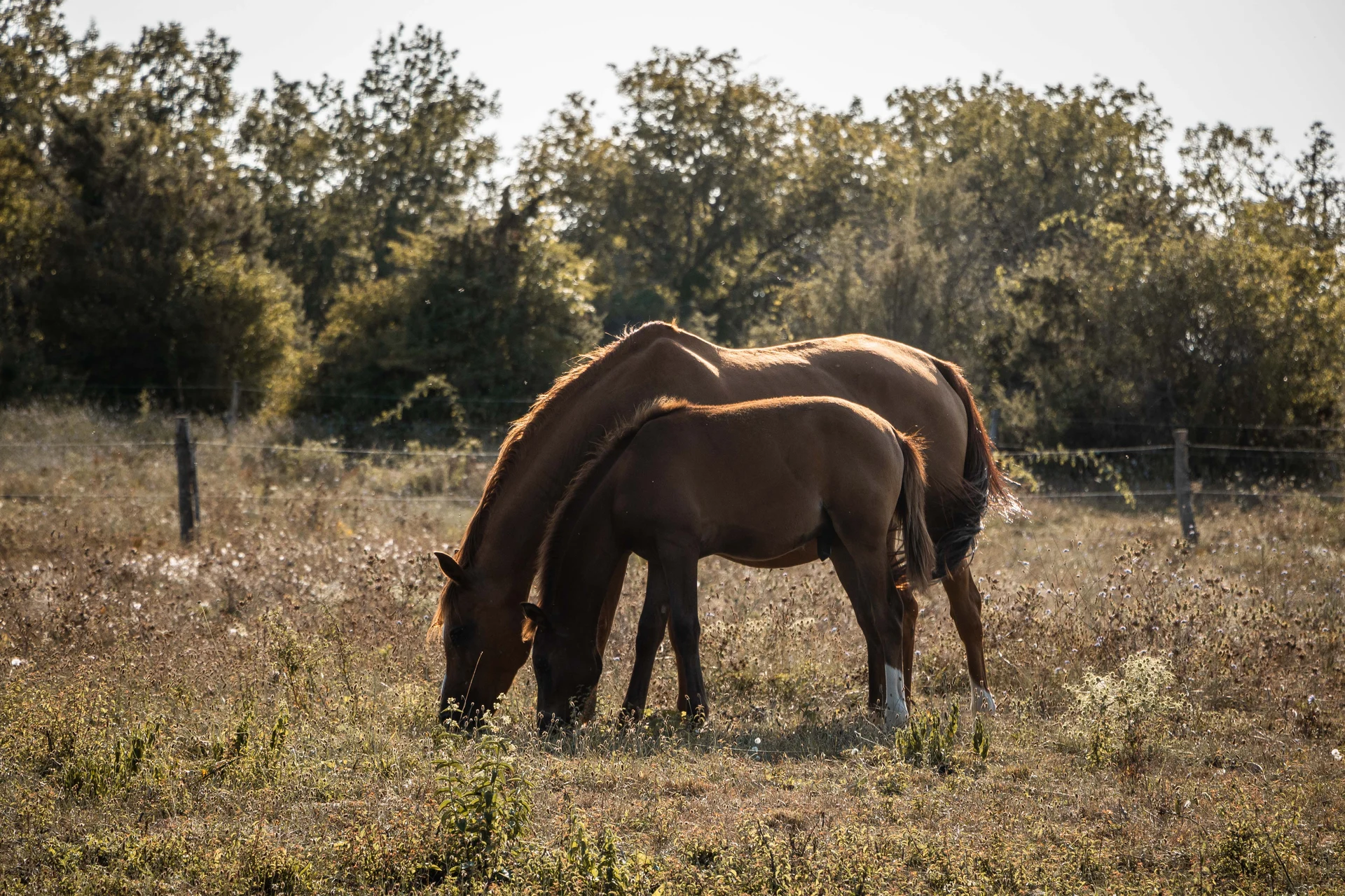 Les chevaux dans la prairie